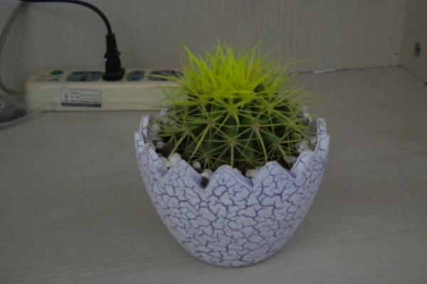 仙人球小盆栽市場價格多少錢一盆 仙人球怎么獲取種子