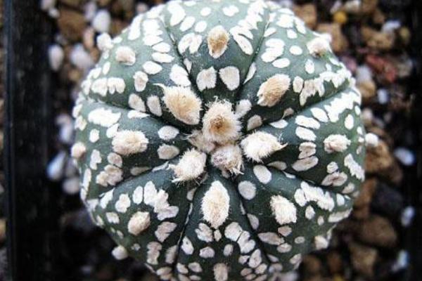 仙人球小盆栽市場價格多少錢一盆 仙人球怎么獲取種子