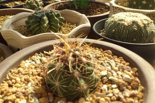 仙人球小盆栽市場價格多少錢一盆 仙人球怎么獲取種子