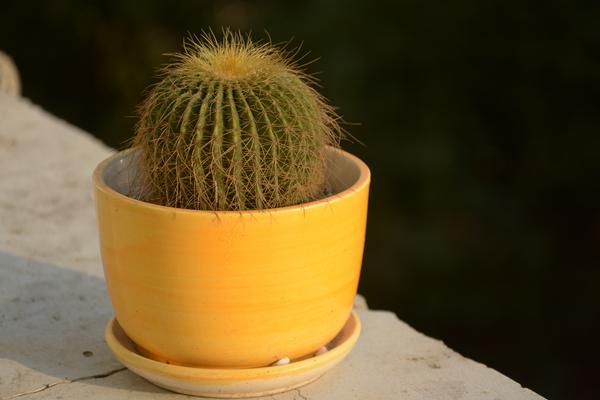 仙人球小盆栽市場價格多少錢一盆 仙人球怎么獲取種子