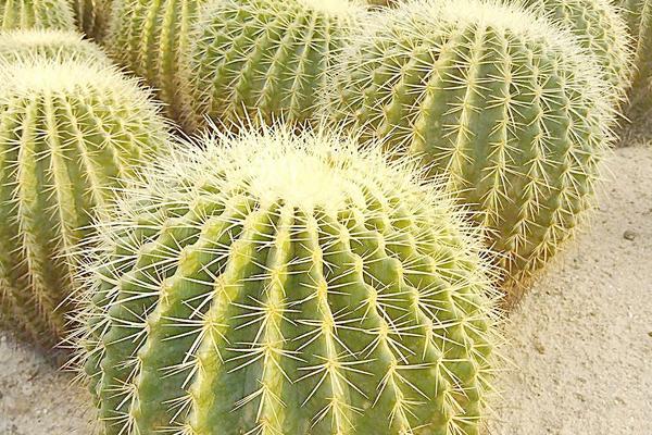 仙人球吸收甲醛嗎 仙人球放在臥室好嗎（風水角度分析）