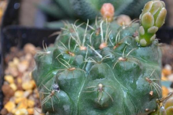 仙人球用什么土養(yǎng)好 仙人球怎么養(yǎng)長得快