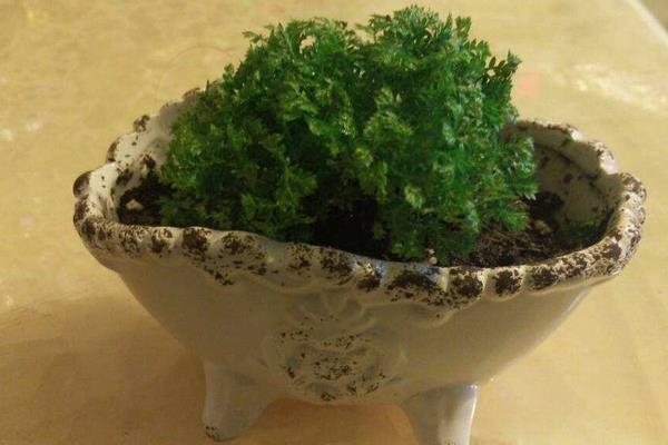 翠云草和青龍草的區別是什么 盆栽翠云草怎么養護