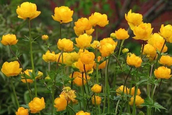 金蓮花市場價格多少錢一斤  金蓮花的功效與作用