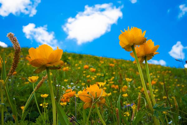 金蓮花怎么種 金蓮花種植方法與注意事項