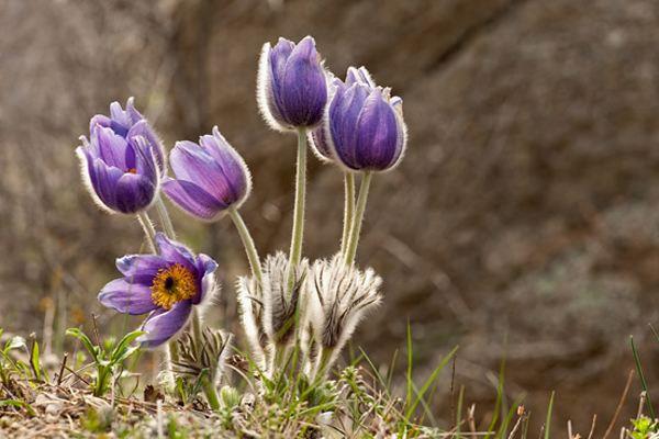 白頭翁功效與作用及禁忌 白頭翁藥用價值