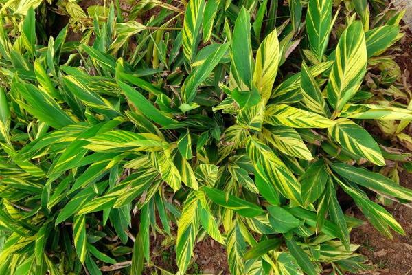 艷山姜與砂仁的區(qū)別是什么 艷山姜怎么種