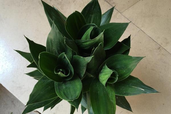 蓮花竹能水培嗎 蓮花竹家庭水培養(yǎng)殖方法與注意事項(xiàng)