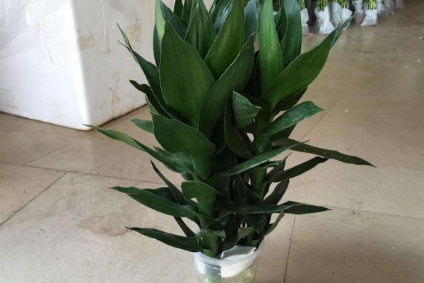 蓮花竹和觀音竹的區(qū)別是什么 蓮花竹怎么養(yǎng)