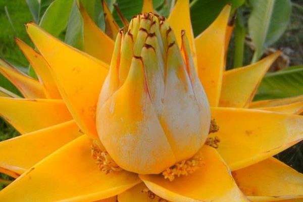 地涌金蓮可以吃嗎（怎么吃） 地涌金蓮的吃法