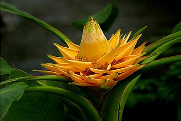 地涌金蓮什么時候開花 地涌金蓮要幾年才開花