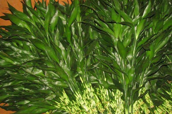 蓮花竹擺放在家庭哪個(gè)位置好（風(fēng)水角度）蓮花竹的花語