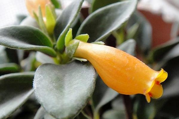 金魚吊蘭水插生根法 金魚吊蘭爛根怎么辦