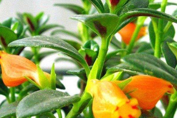 金魚吊蘭怎么繁殖（扦插） 金魚吊蘭怎么長得快