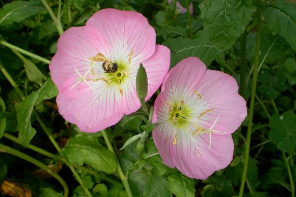月見草產(chǎn)地在哪里 見月草的生長習性