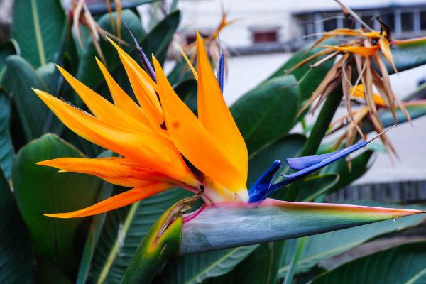 鶴望蘭圖片大全 鶴望蘭花語及寓意