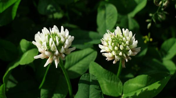 白車軸草怎么種 白車軸草種植方法與注意事項