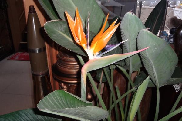 鶴望蘭怎么養 鶴望蘭養殖方法與注意事項