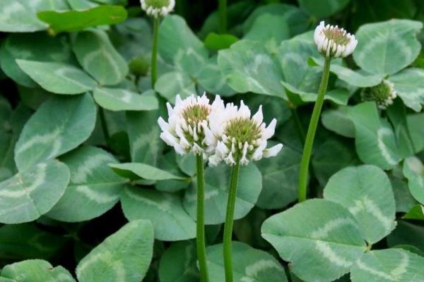 白車軸草怎么種 白車軸草種植方法與注意事項(xiàng)