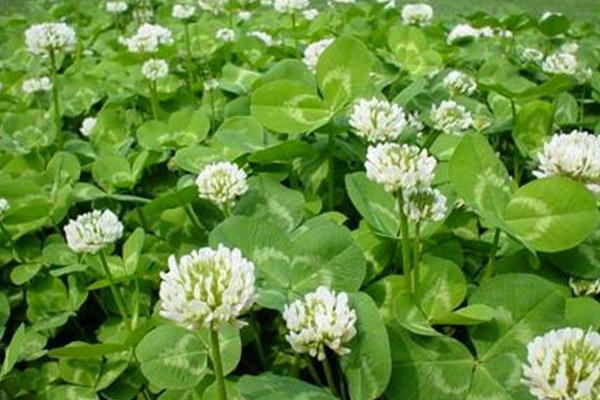 白車軸草怎么種 白車軸草種植方法與注意事項(xiàng)