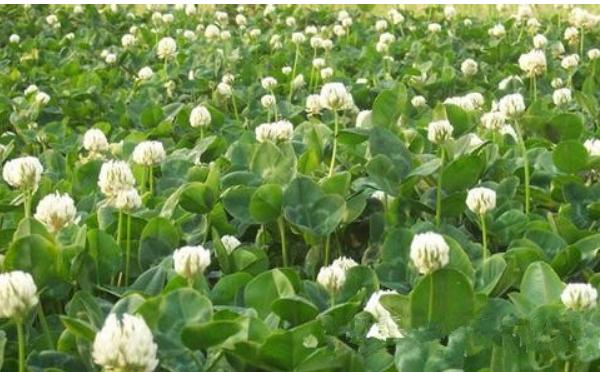 白車軸草怎么種 白車軸草種植方法與注意事項(xiàng)