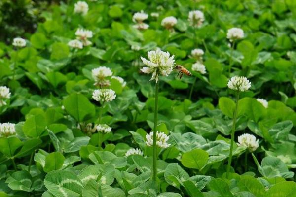 白車軸草怎么種 白車軸草種植方法與注意事項(xiàng)
