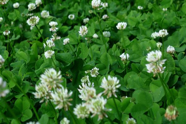 白車軸草怎么種 白車軸草種植方法與注意事項(xiàng)