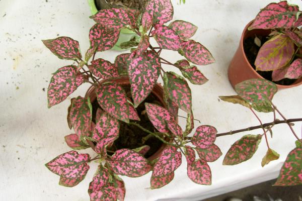 紅點(diǎn)草作用與市場應(yīng)用價(jià)值 紅點(diǎn)草的繁殖方法