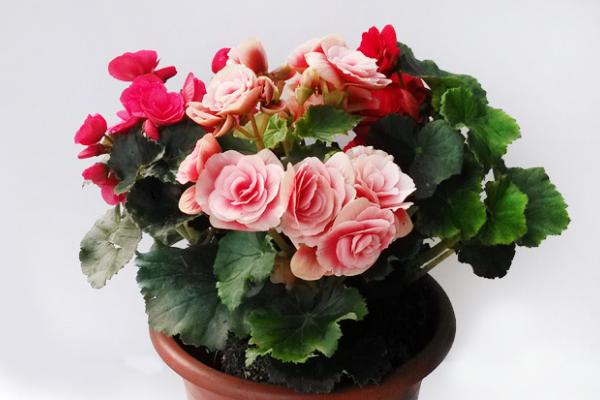 麗格海棠什么時候開花 麗格海棠花期是幾月