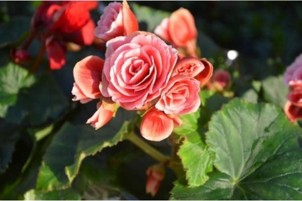 麗格海棠怎么澆水（多久澆一次） 麗格海棠如何過冬