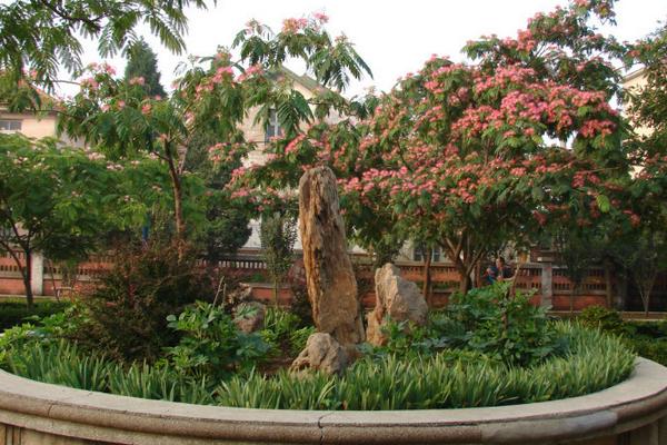 合歡花盆景制作方法 合歡花盆栽養殖方法與注意事項