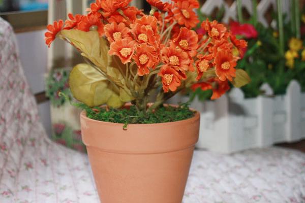 雛菊好養嗎 家庭陽臺盆栽雛菊養殖方法與注意事項