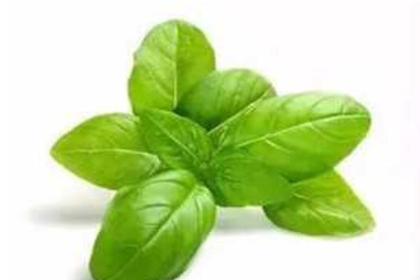 羅勒功效與作用及禁忌 羅勒藥用價值
