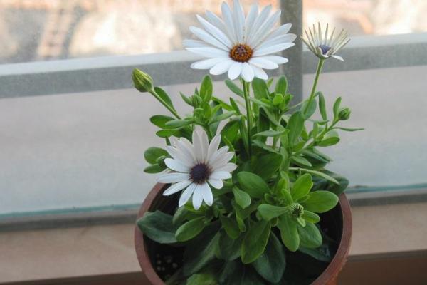 雛菊好養嗎 家庭陽臺盆栽雛菊養殖方法與注意事項