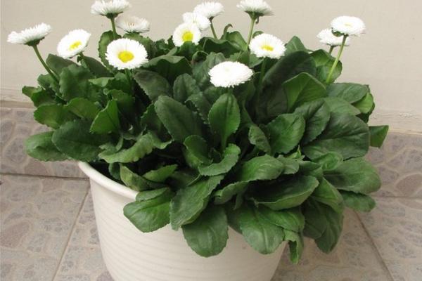 雛菊好養嗎 家庭陽臺盆栽雛菊養殖方法與注意事項