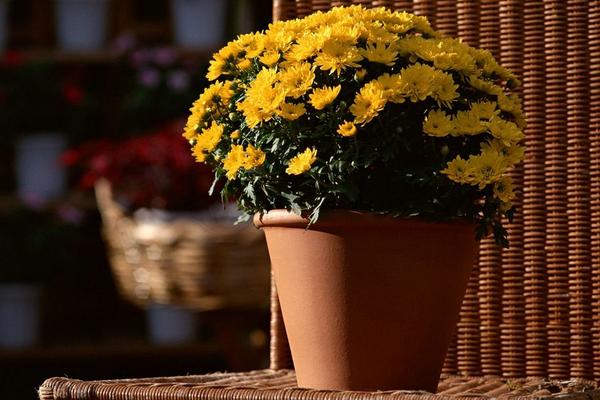 雛菊好養嗎 家庭陽臺盆栽雛菊養殖方法與注意事項