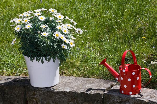雛菊好養嗎 家庭陽臺盆栽雛菊養殖方法與注意事項