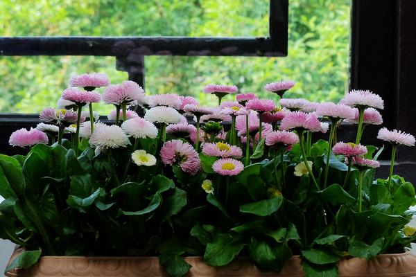 雛菊好養嗎 家庭陽臺盆栽雛菊養殖方法與注意事項