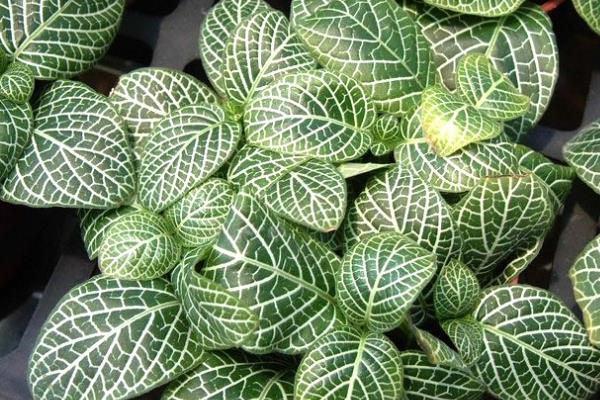 網紋草有毒嗎 網紋草能放在室內臥室里嗎