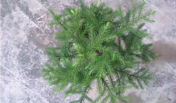 南洋杉怎么澆水（多久澆一次） 南洋杉葉片變黃怎么辦