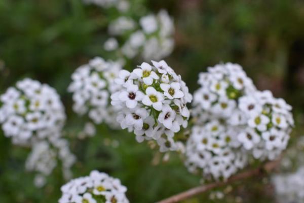 香雪球種子市場(chǎng)價(jià)格多少錢(qián)一斤 香雪球多開(kāi)花怎么養(yǎng)