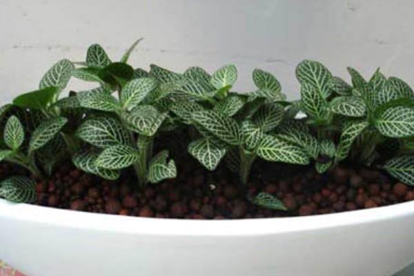 網(wǎng)紋草圖片大全 網(wǎng)紋草花語及寓意