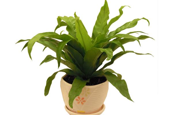 鳥巢蕨有毒嗎 鳥巢蕨能放在室內臥室嗎