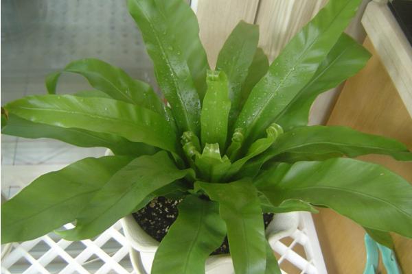 鳥巢蕨怎么澆水（多久澆一次） 鳥巢蕨的繁殖方法