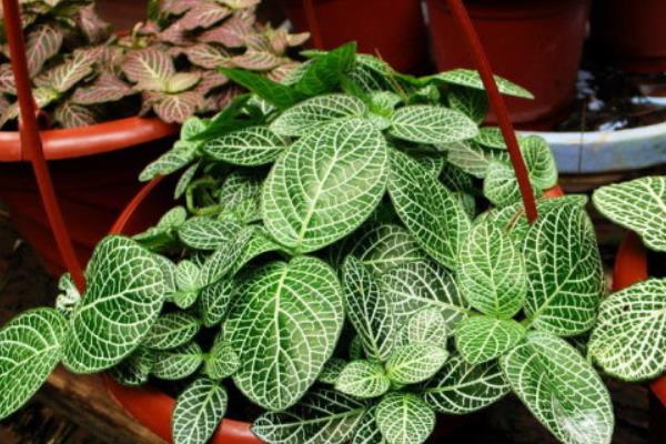 網紋草可以水培養殖嗎  網紋草的養殖方法