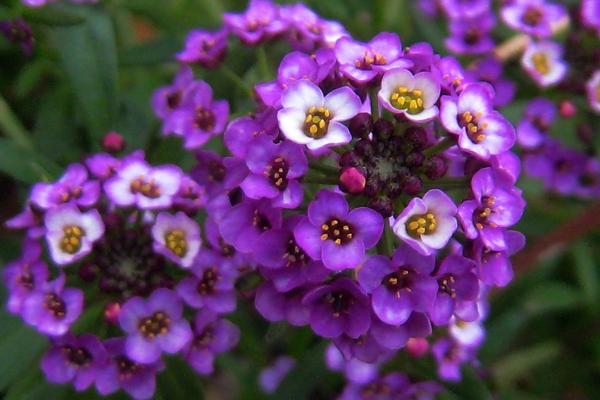 香雪球怎么養(yǎng) 香雪球家庭盆栽養(yǎng)殖方法與注意事項(xiàng)