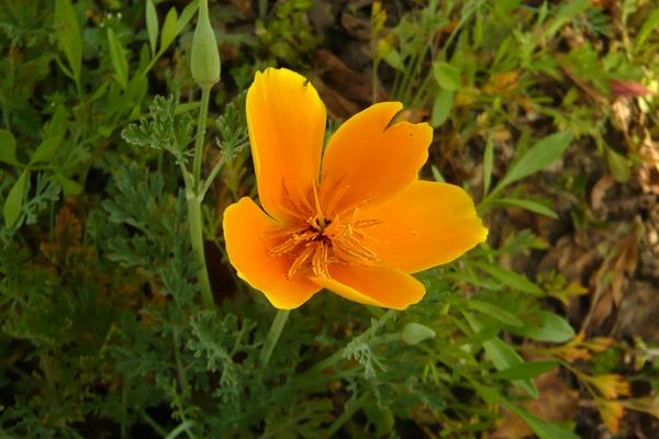 花菱草種子市場價格多少錢一斤 花菱草種子的種植方法