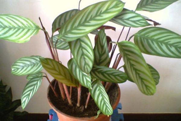 紫背竹芋開花嗎 紫背竹芋什么時候開花（幾月）