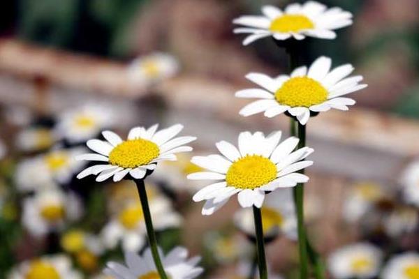 雛菊什么時候播種 雛菊種子怎么種