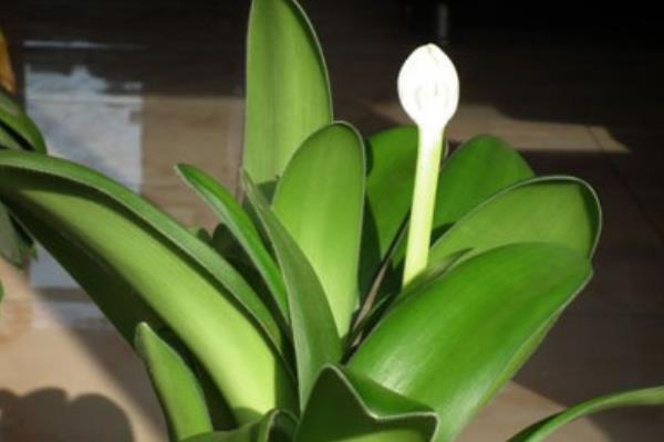 虎耳蘭與虎尾蘭的區(qū)別是什么  虎耳蘭的養(yǎng)殖方法